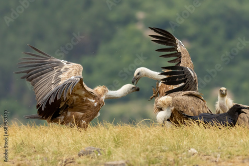 Griffon Vulture  Gyps fulvus  on feeding station
