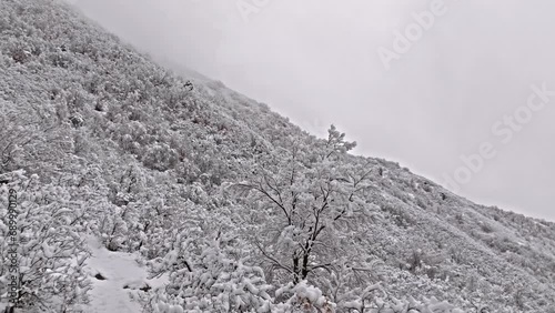 Snow covered trees and shurbs on valley mountain side, clean white homogenous winter pattern under grey sky photo