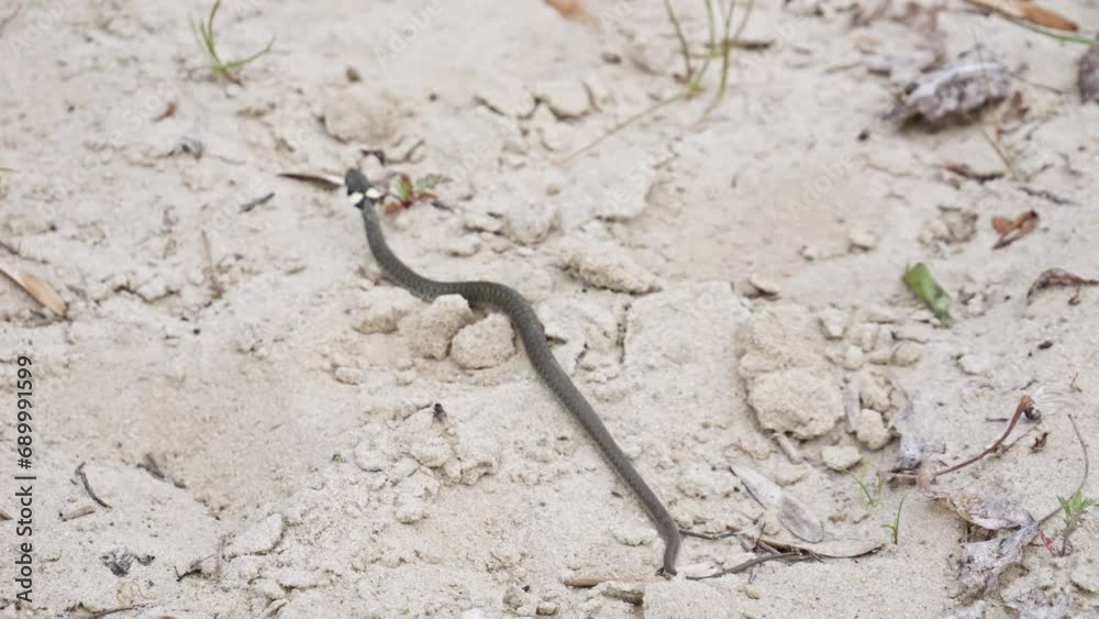 A Grass Snake slithering Through a Sandy Environment - Close-Up slow motion shot. A Grass Snake slithering Through a Sandy Environment - Close-Up slow motion shot.