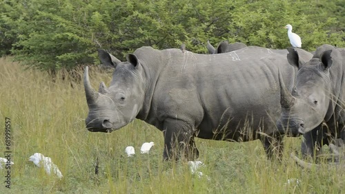 FHD 24p footage of white rhinoceros, white or square-lipped rhino (Ceratotherium simum) in typical KwaZulu Natal habitat. South Africa.
