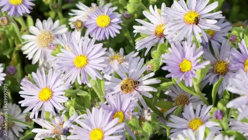 Honey Bee (Apis mellifera) Gathering Nectar and Pollen From a Pink Aster or San Bernardino Aster Flower. Flying slow motion photo