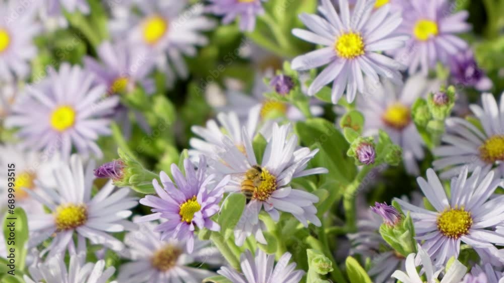 San Bernardino Purple Aster Flower in Sunlight and Honey Bees Collecting Pollen - close-up San Bernardino Purple Aster Flower in Sunlight and Honey Bees Collecting Pollen - close-up