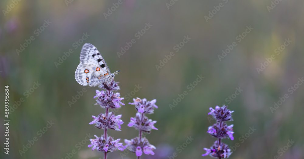 Female Apollo Butterfly, Parnassius apollo