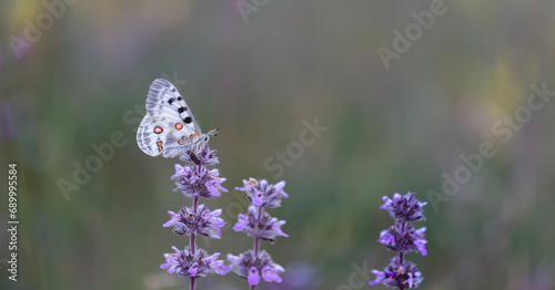 Obraz na płótnie Female Apollo Butterfly, Parnassius apollo w salonie