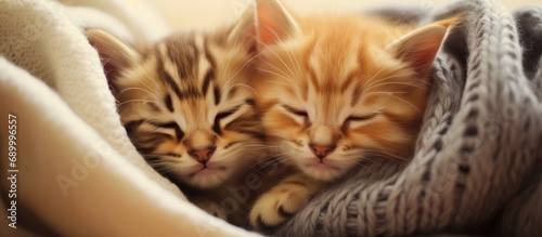 Two adorable kittens snuggled up in a cozy blanket  resting peacefully together.
