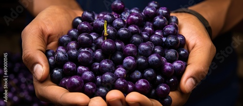Purple-stained Brazilian acai berries held in hands. photo