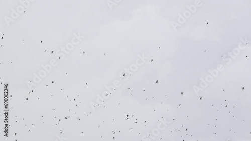 Black vulture (Coragyps atratus) large flock migrating against a cloudy sky photo