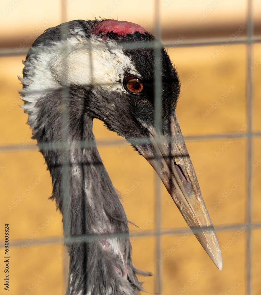 Portrait of a stork in a cage at the zoo