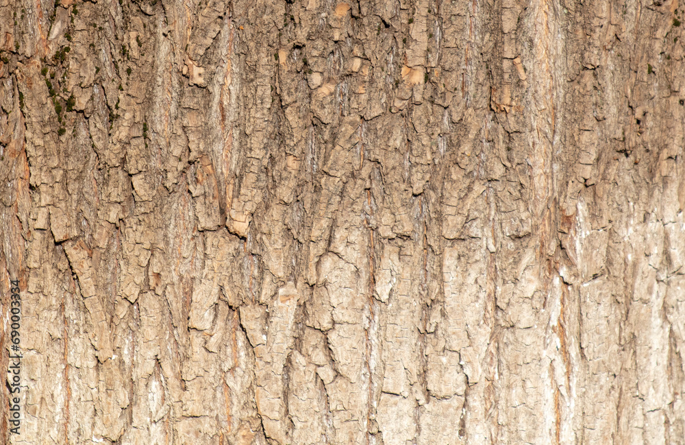 Bark on a tree as an abstract background. Texture Bark on a tree as an abstract background. Texture