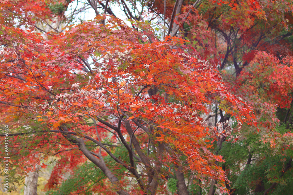 Maple leaves in autumn at Kyoto, Japan. Nature background.