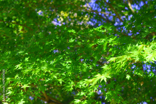 Fresh green leaves of Japanese maple tree in the garden on sunny day