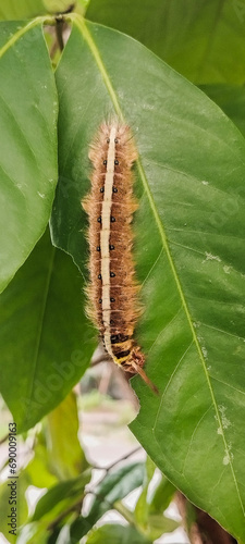 caterpillar on a leaf © Hardiansyah