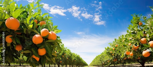 Orange orchard with abundant harvest under clear blue skies. photo