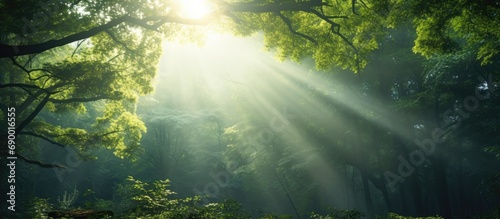 Sunlight filters through the forest canopy.