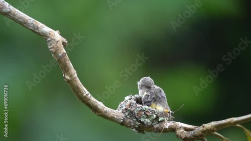 The baby small minivet bird in the nest on a tree branch. Animal wildlife behavior 