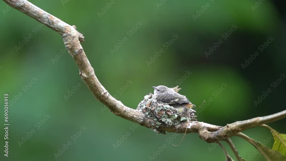 The mother small minivet bird leaves her baby in the nest on a tree branch The mother small minivet bird leaves her baby in the nest on a tree branch