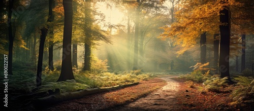 Stunning autumn woodland with vibrant foliage and sunlight filtering through trees.