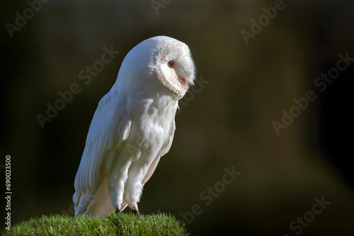 A side portrait of a leucistic barn owl. Standing on grass looking right into the sunlight. Set agains a dark background with copy space