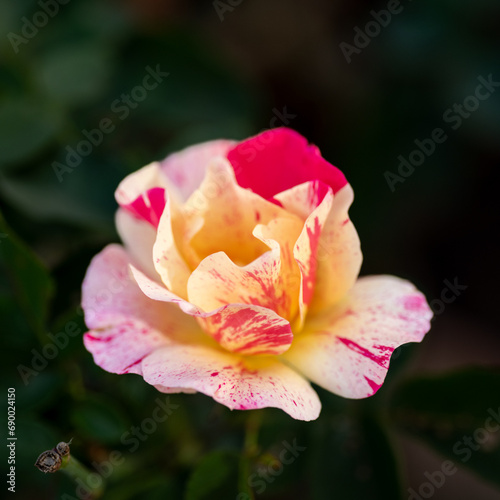 Full blooming of winter rose in Japan