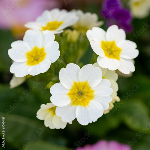 White primula flower in Japan in winter