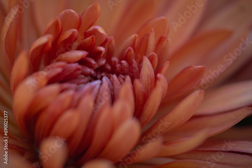 Closeup / macro of orange chrysanthemum flower.