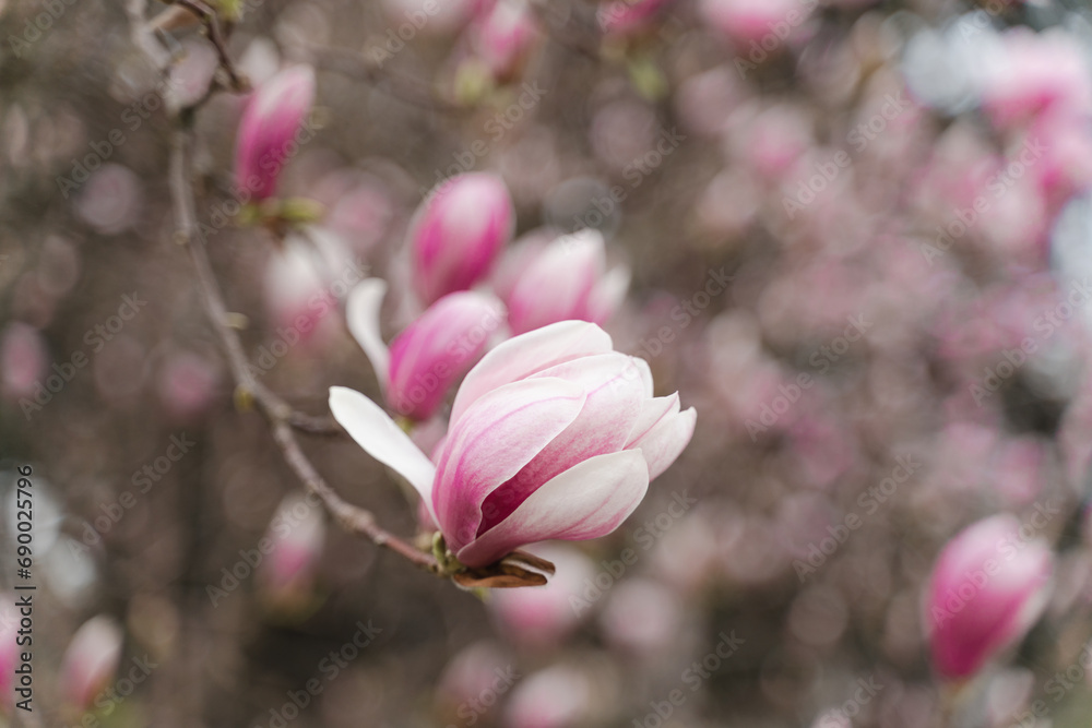 Fototapeta premium Blooming Magnolia bud, spring bloom in the park
