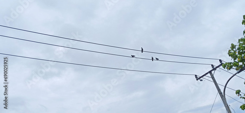 Silhouette of birds on an electric wire cable