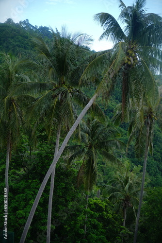 tropical forest with trees