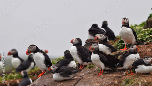 A colony of puffins, with brightly coloured beaks, also knows as puffinry, a circus, a burrow, a gathering, or an improbability, on the shore in Farne Islands with the ocean in the background