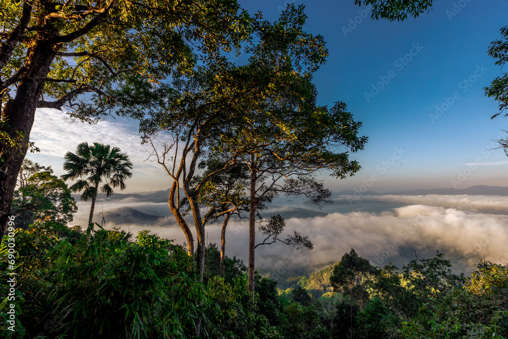high mountain nature background that can see the scenery around, the fog covers the trees in a blur, the cool air, the beauty of the ecosystem