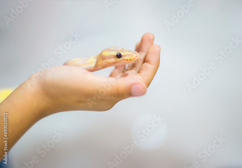 Pet reptile snake in hand