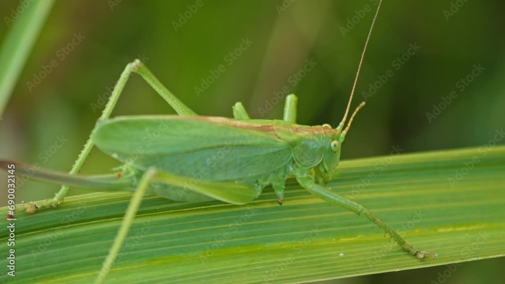 camouflaged green Grasshopper sits On Green Plant Leaf. close-up camouflaged green Grasshopper sits On Green Plant Leaf. close-up