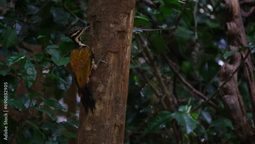 Camera slides to the right as this bird is thinking to eat or not to eat worms today, Common Flameback Dinopium javanense, Female, Thailand Camera slides to the right as this bird is thinking to eat or not to eat worms today, Common Flameback Dinopium javanense, Female, Thailand