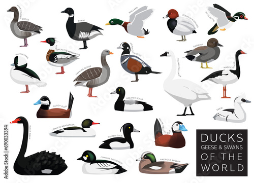 Ducks Geese and Swans of the World Set Cartoon Vector Character photo
