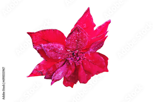 Red poinsettia flower hanging as decorations on green Christmas tree, close-up, isolated on a white background