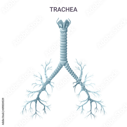 Trachea medical educational diagram vector illustration