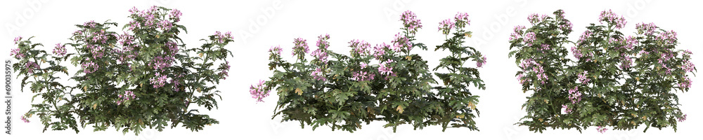 Fototapeta premium Set of Pelargonium graveolens plant or Geranium flowers with isolated on transparent background. PNG file, 3D rendering illustration, Clip art and cut out