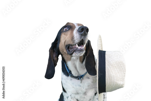 Funny moment of a hat getting off the head of a dog isolated on white.
