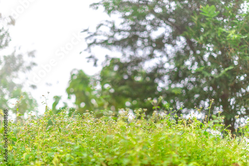 natural background of many species of plants that are laid out in the park, for the propagation of the species and to provide shade for those who stop by while traveling to study the ecology. 