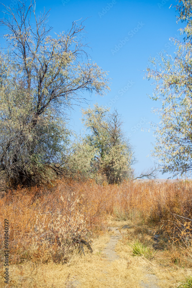 Autumn, Steppe. Prairies. Experience the untouched beauty of the vast Prairie with its abundant, dry grassy fields whispering tales of ancient prairies. this unknown landscape will envelop your senses