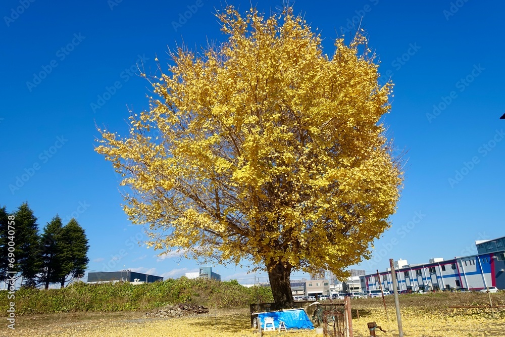 イチョウの木 明治神宮外苑のイチョウ並木💛 今年もだんだんと色づき陽の光に