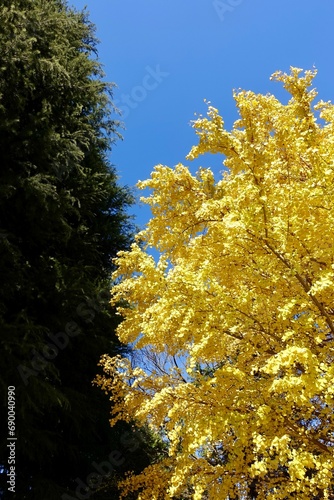 黄色い銀杏と青い空と緑の針葉樹