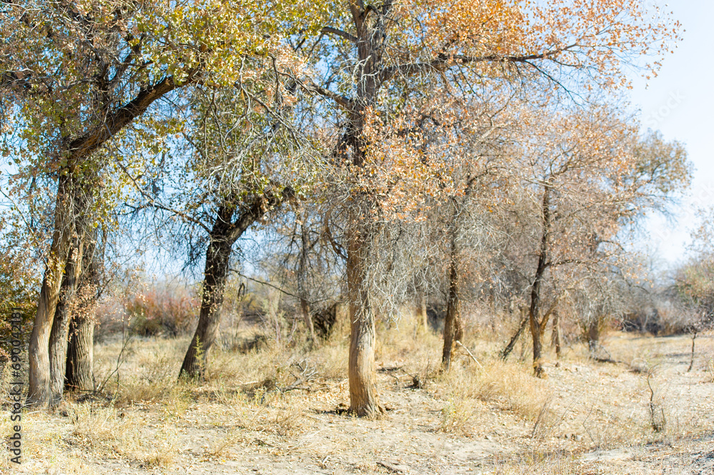 Autumn, Steppe. Prairies. Turanga, Nature's unwavering beauty shines through in this breathtaking image, which captures trees towering across a barren desert landscape. Desert Oasis