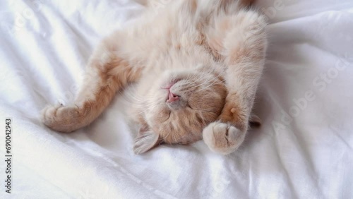 red cat with yellow eyes lies on its back, close-up