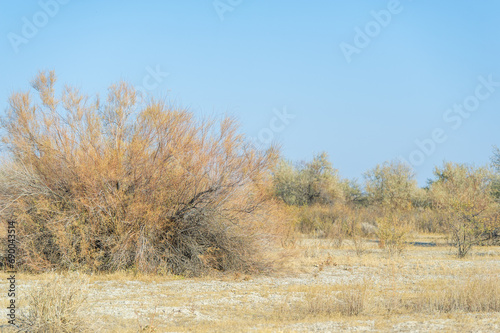Autumn, Steppe. Prairies. Lost in the serene expanses of the autumn steppe, a lonely tree appears as a sublime reminder of the greatness of nature - a silent guardian,