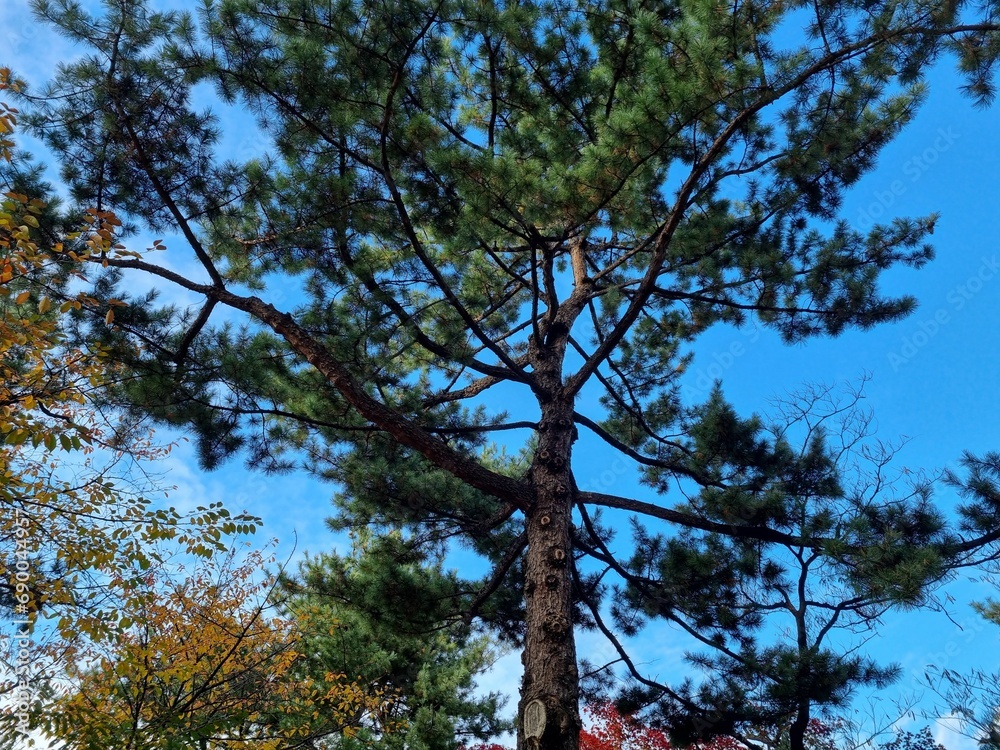Fototapeta premium tree, sky, trees, nature, forest, pine, green, leaves, blue, branches, summer, landscape, sun, wood, woods, spring, leaf, branch, tall, clouds