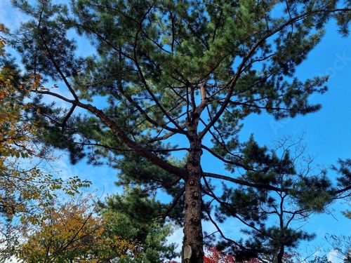 tree, sky, trees, nature, forest, pine, green, leaves, blue, branches, summer, landscape, sun, wood, woods, spring, leaf, branch, tall, clouds