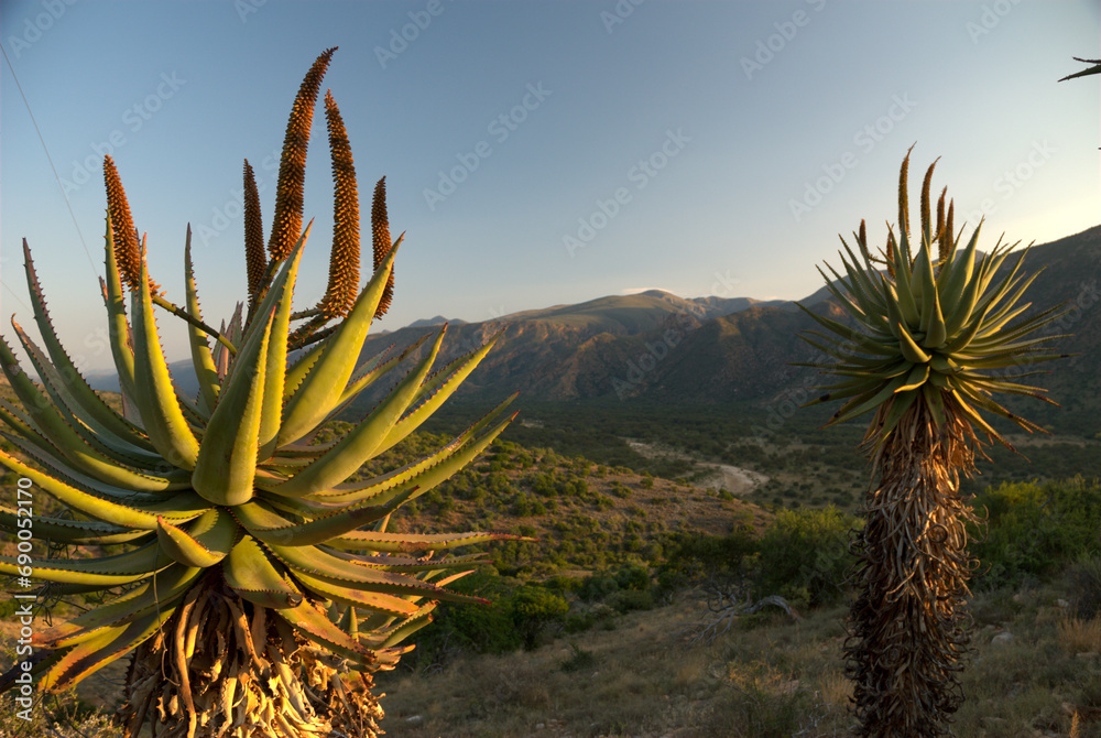 artistic landscape including aloes mountains clouds and vast views of nature artistic landscape including aloes mountains clouds and vast views of nature
