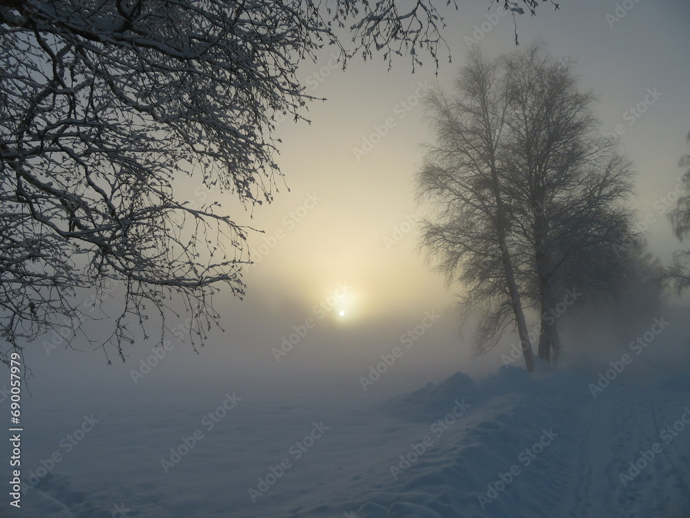 Bäume im winterlichen Sonnenaufgang Bäume im winterlichen Sonnenaufgang