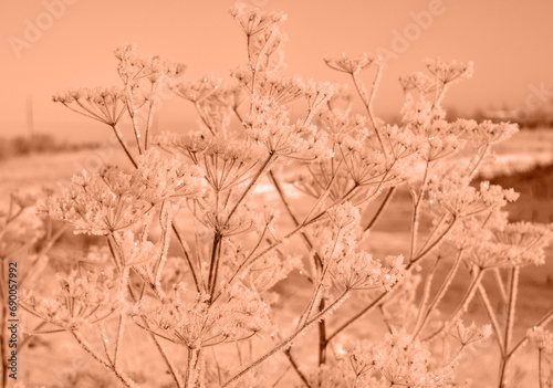 Some frozen beautiful aise-weed plants covered with icicles. winter season  cold frosty weather. new year and Christmas holiday concept. Peach fuzz is color of year 2024 tinted image